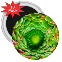 Ranunculus Blossom Bloom Nature 3  Magnets (10 Pack)  by Pakrebo