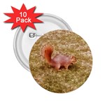 Squirrel 2.25  Buttons (10 pack)  Front