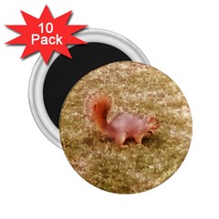 Squirrel 2 25  Magnets (10 Pack)  by Riverwoman