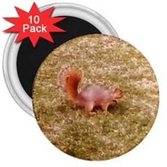 Squirrel 3  Magnets (10 pack) 