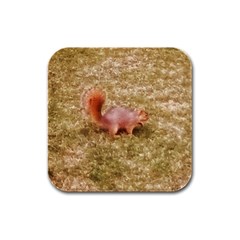 Squirrel Rubber Square Coaster (4 Pack)  by Riverwoman