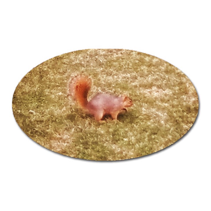 Squirrel Oval Magnet