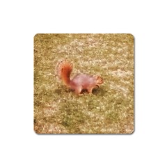 Squirrel Square Magnet