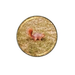 Squirrel Hat Clip Ball Marker (4 Pack) by Riverwoman