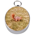 Squirrel Silver Compasses Front