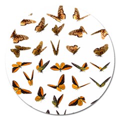 Butterflies Insect Swarm Magnet 5  (round) by HermanTelo