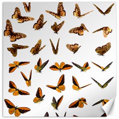 Butterflies Insect Swarm Canvas 12  X 12 