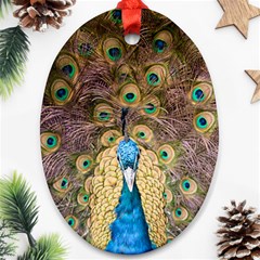 Bird Peacock Feather Ornament (oval) by HermanTelo