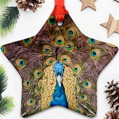 Bird Peacock Feather Ornament (star) by HermanTelo