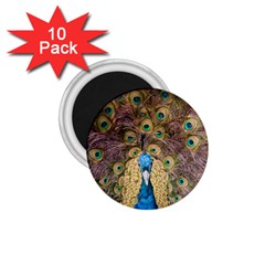 Bird Peacock Feather 1 75  Magnets (10 Pack)  by HermanTelo