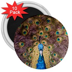 Bird Peacock Feather 3  Magnets (10 Pack)  by HermanTelo