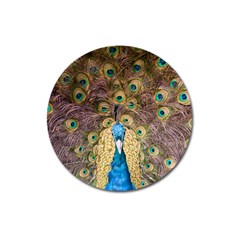 Bird Peacock Feather Magnet 3  (round) by HermanTelo