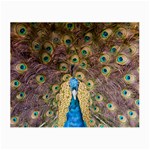 Bird Peacock Feather Small Glasses Cloth Front