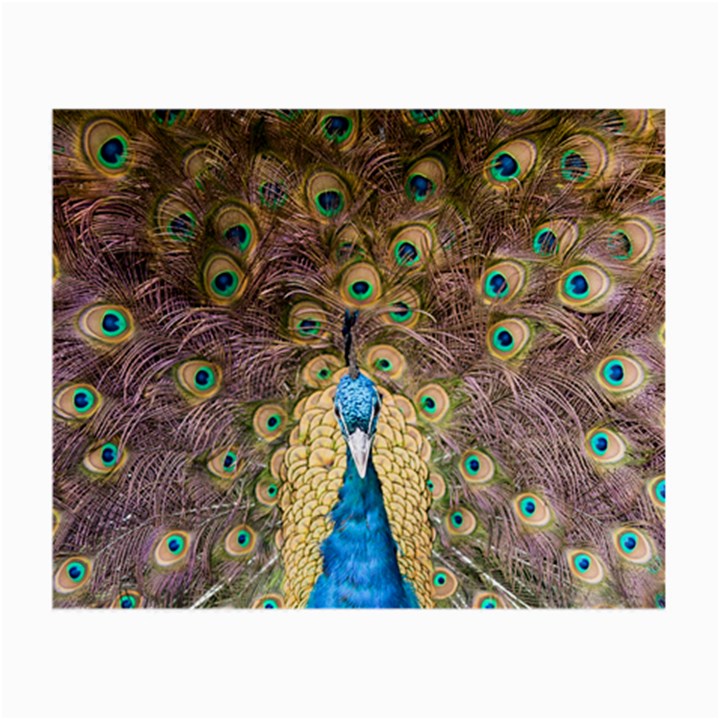 Bird Peacock Feather Small Glasses Cloth