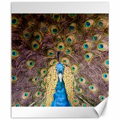 Bird Peacock Feather Canvas 8  X 10  by HermanTelo