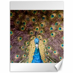 Bird Peacock Feather Canvas 36  X 48  by HermanTelo