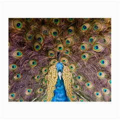 Bird Peacock Feather Small Glasses Cloth (2 Sides) by HermanTelo