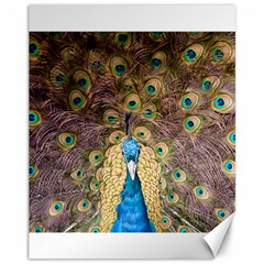 Bird Peacock Feather Canvas 11  X 14 