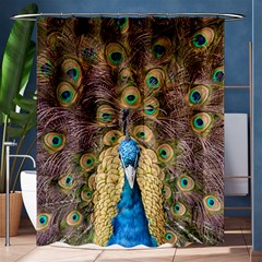 Bird Peacock Feather Shower Curtain 60  X 72  (medium) 