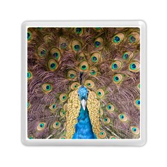 Bird Peacock Feather Memory Card Reader (square)