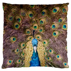 Bird Peacock Feather Large Flano Cushion Case (one Side)