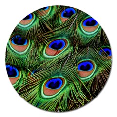 Peacock Feathers Plumage Iridescent Magnet 5  (round) by HermanTelo