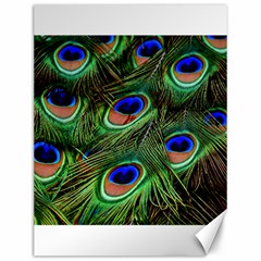 Peacock Feathers Plumage Iridescent Canvas 12  X 16  by HermanTelo