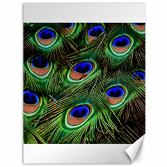 Peacock Feathers Plumage Iridescent Canvas 36  X 48 