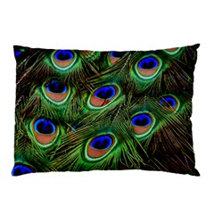 Peacock Feathers Plumage Iridescent Pillow Case