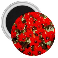 Columbus Commons Red Tulips 3  Magnets by Riverwoman