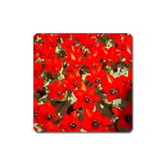 Columbus Commons Red Tulips Square Magnet by Riverwoman