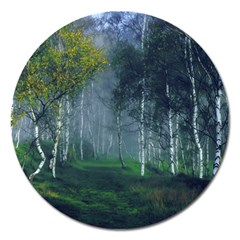 Birch Forest Nature Landscape Magnet 5  (round) by Pakrebo