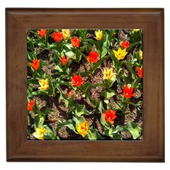 Tulips In April Framed Tiles by Riverwoman