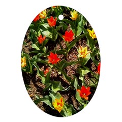 Tulips In April Oval Ornament (two Sides)