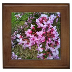 Redbud In April Framed Tiles by Riverwoman