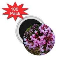 Redbud In April 1 75  Magnets (100 Pack)  by Riverwoman