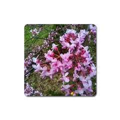 Redbud In April Square Magnet by Riverwoman