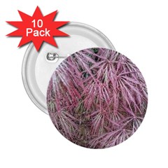 Fineleaf Japanese Maple In April 2 25  Buttons (10 Pack)  by Riverwoman