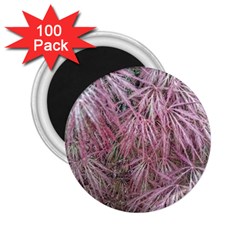 Fineleaf Japanese Maple In April 2 25  Magnets (100 Pack)  by Riverwoman