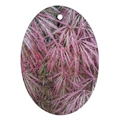 Fineleaf Japanese Maple In April Oval Ornament (two Sides) by Riverwoman