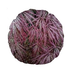 Fineleaf Japanese Maple In April Standard 15  Premium Round Cushions by Riverwoman