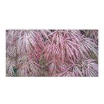 Fineleaf Japanese Maple in April Satin Wrap Front