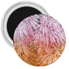 Fineleaf Japanese Maple Highlights 3  Magnets by Riverwoman