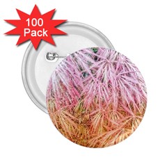 Fineleaf Japanese Maple Highlights 2 25  Buttons (100 Pack)  by Riverwoman