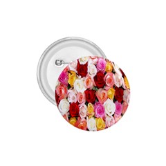 Roses Color Beautiful Flowers 1 75  Buttons by BangZart