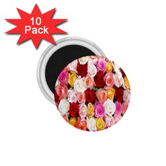 Roses Color Beautiful Flowers 1 75  Magnets (10 Pack) 