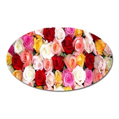 Roses Color Beautiful Flowers Oval Magnet