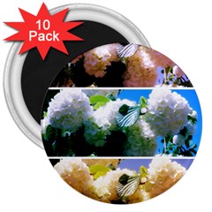 Snowball Branch Collage (i) 3  Magnets (10 Pack)  by okhismakingart