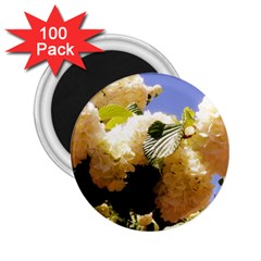 Yellow Snowball Branch 2 25  Magnets (100 Pack)  by okhismakingart