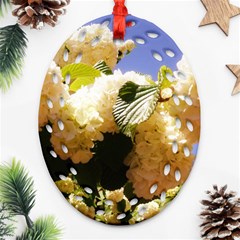 Yellow Snowball Branch Oval Filigree Ornament (two Sides) by okhismakingart